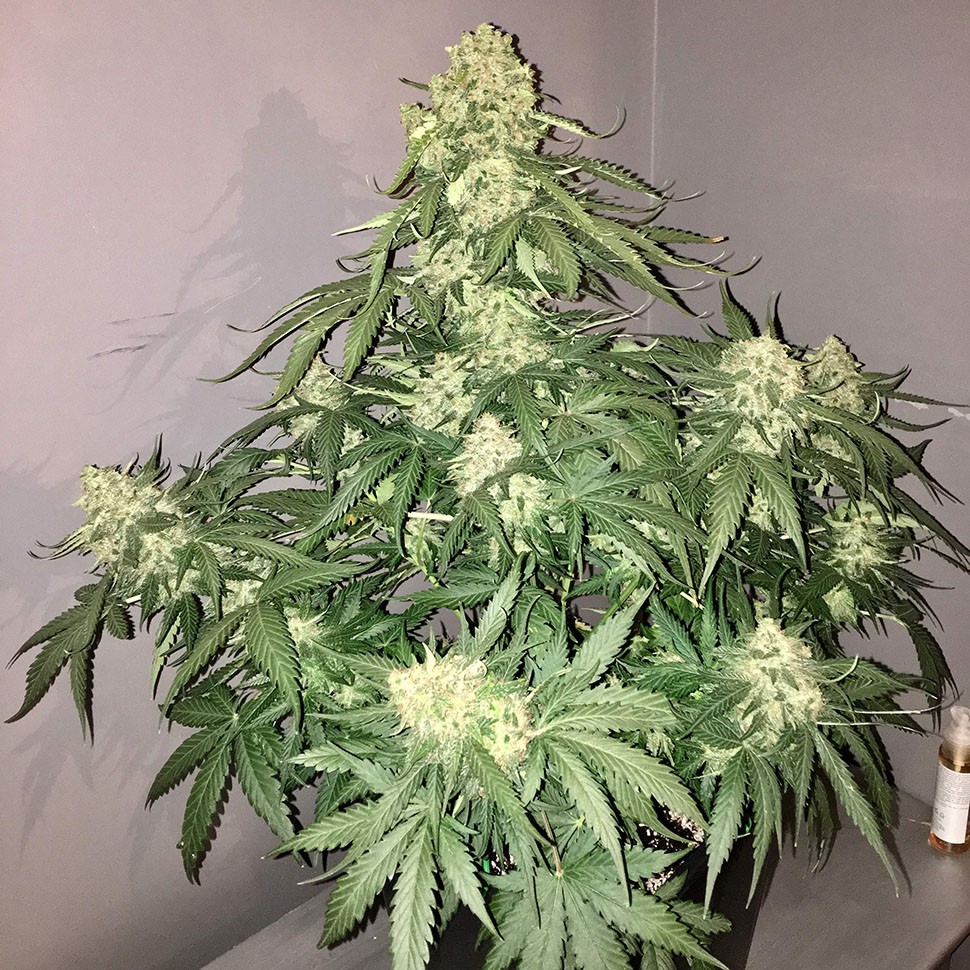Семена ганжа  Auto Shalkar feminised Bang Seeds