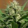 Семена ганжа  Auto Shalkar feminised Bang Seeds