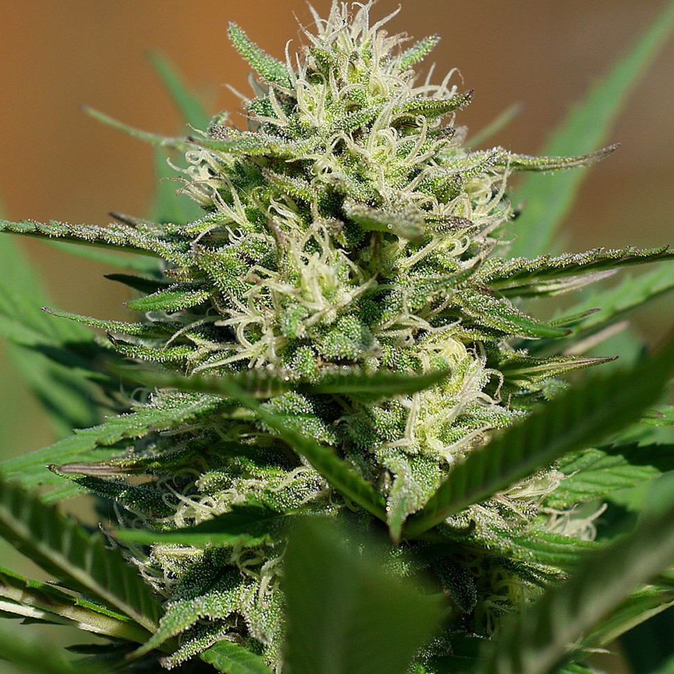 Семена ганжа  Auto Shalkar feminised Bang Seeds