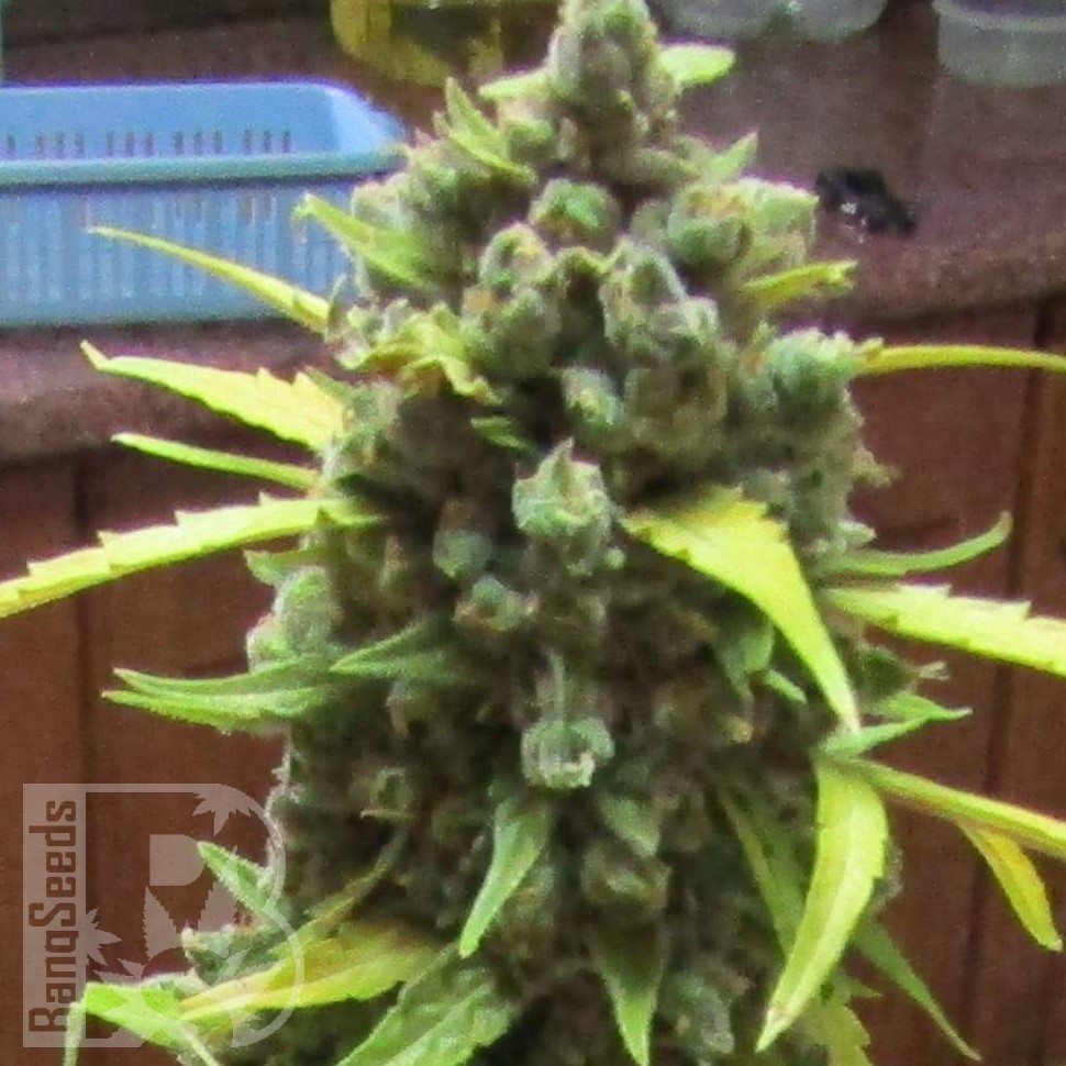 Семена ганжа  Auto Shalkar feminised Bang Seeds