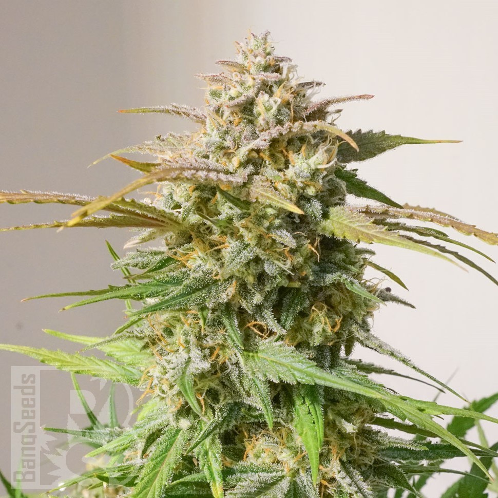 Семена ганжа  Auto Shalkar feminised Bang Seeds