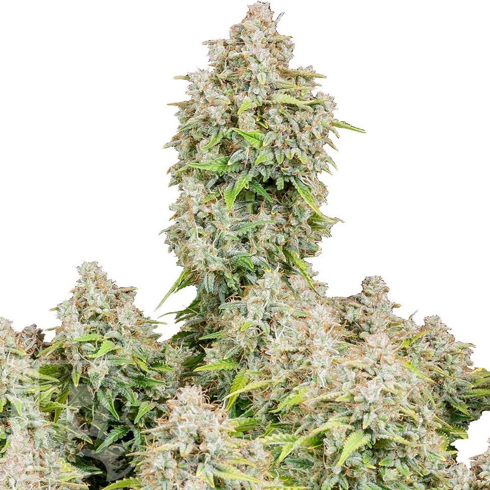 Семена ганжа  Auto Shalkar feminised Bang Seeds