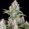 Семена ганжа  Auto Shalkar feminised Bang Seeds
