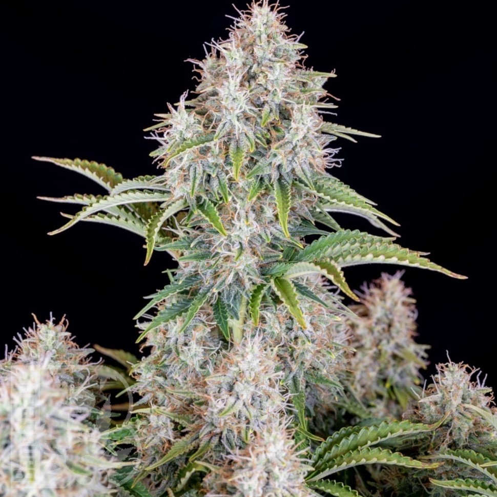 Семена ганжа  Auto Shalkar feminised Bang Seeds