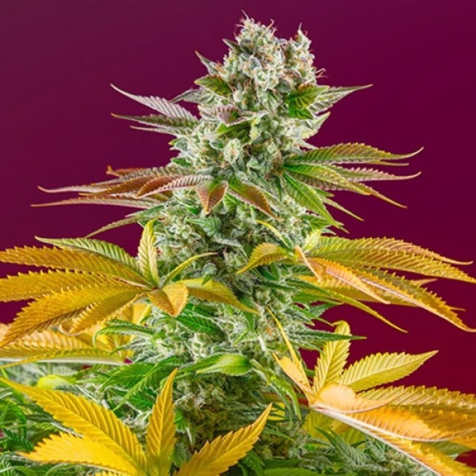 Семена ганжа  Gorilla Girl feminised Fast Version Ganja Seeds