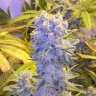 Семена конопли  Northern Lights x Chronic feminised Ganja Seeds