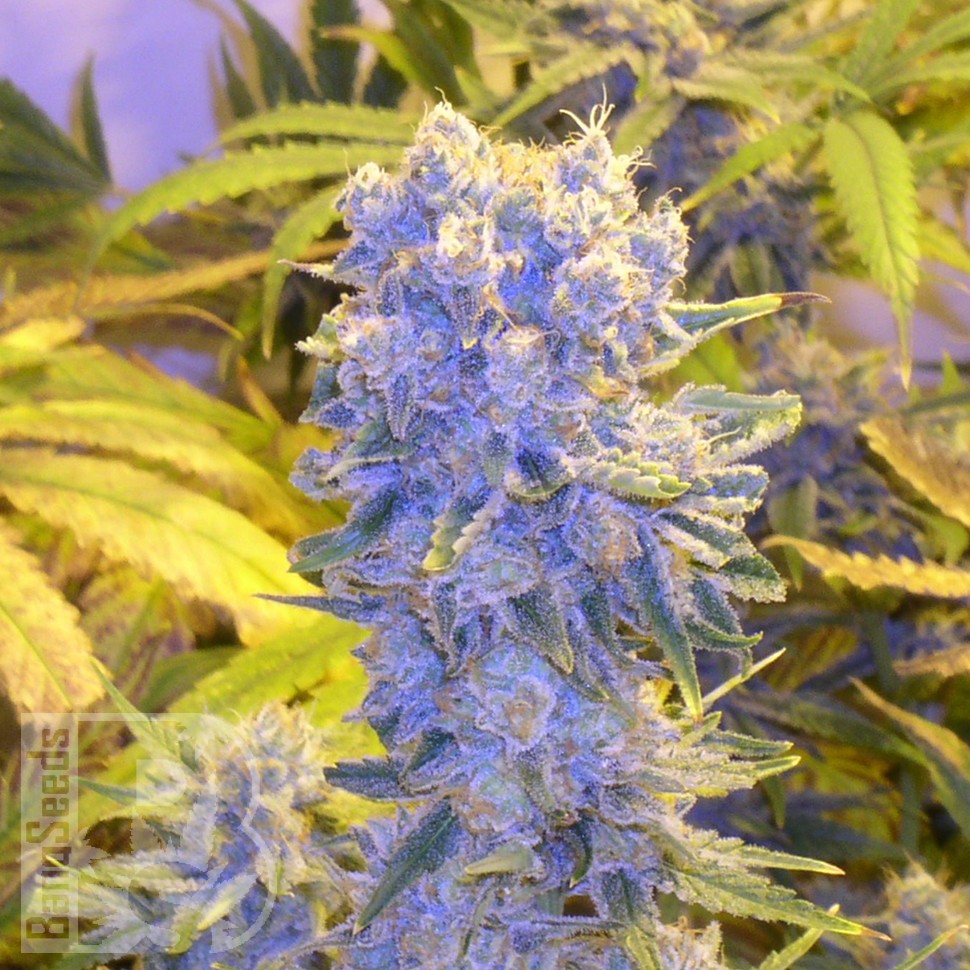 Семена конопли  Northern Lights x Chronic feminised Ganja Seeds