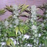 Семена конопли  Northern Lights x Chronic feminised Ganja Seeds