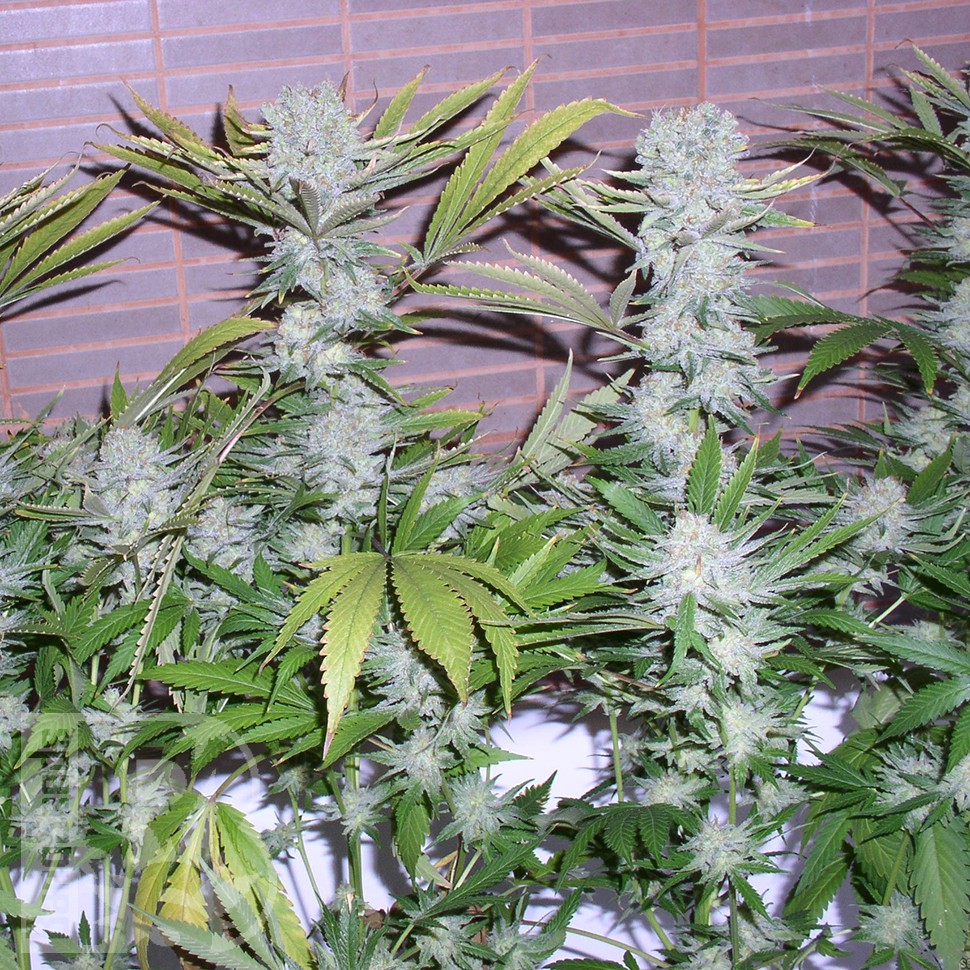Семена конопли  Northern Lights x Chronic feminised Ganja Seeds