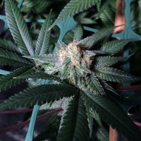 Pegas regular Ganja Seeds