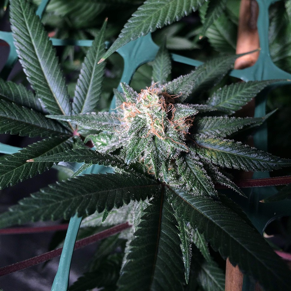 Семена каннабиса  Pegas regular Ganja Seeds