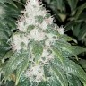 Семена конопли  Amnesia Lemon feminised Ganja Seeds