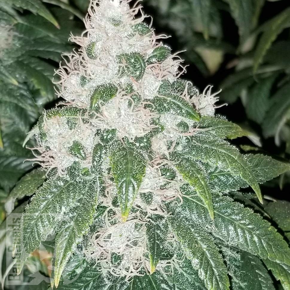 Семена конопли  Amnesia Lemon feminised Ganja Seeds