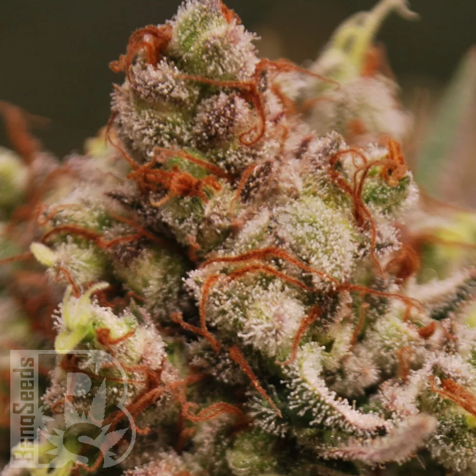 Семена конопли  Amnesia Lemon feminised Ganja Seeds