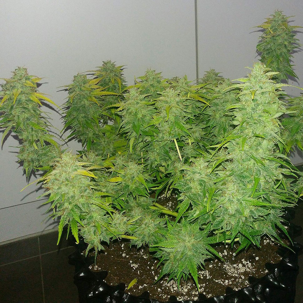 Семена  Auto Orange feminised Ganja Seeds