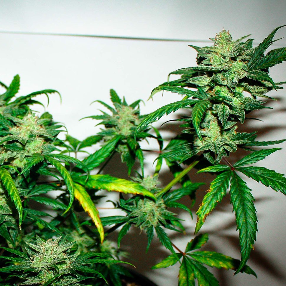 семена конопли в оригинальной упаковке Auto Talas feminised