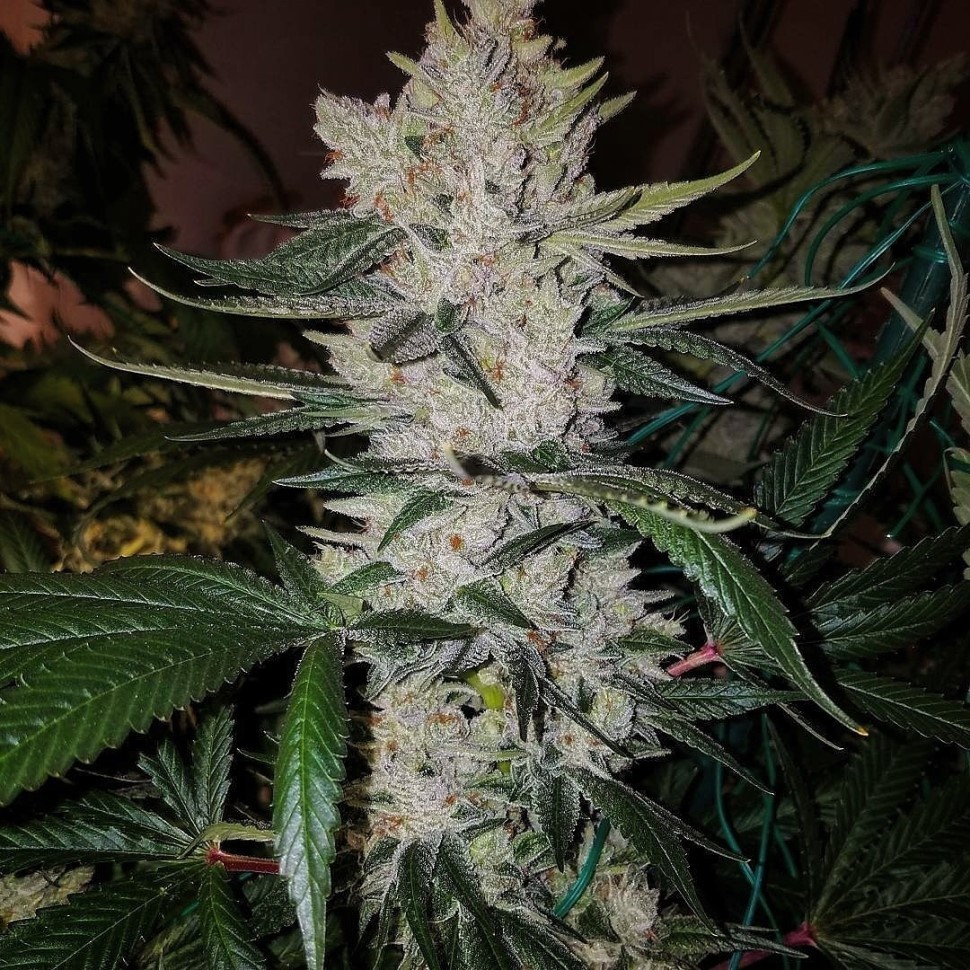Семена марихуаны  Gorilla Zkittlez feminised Ganja Seeds