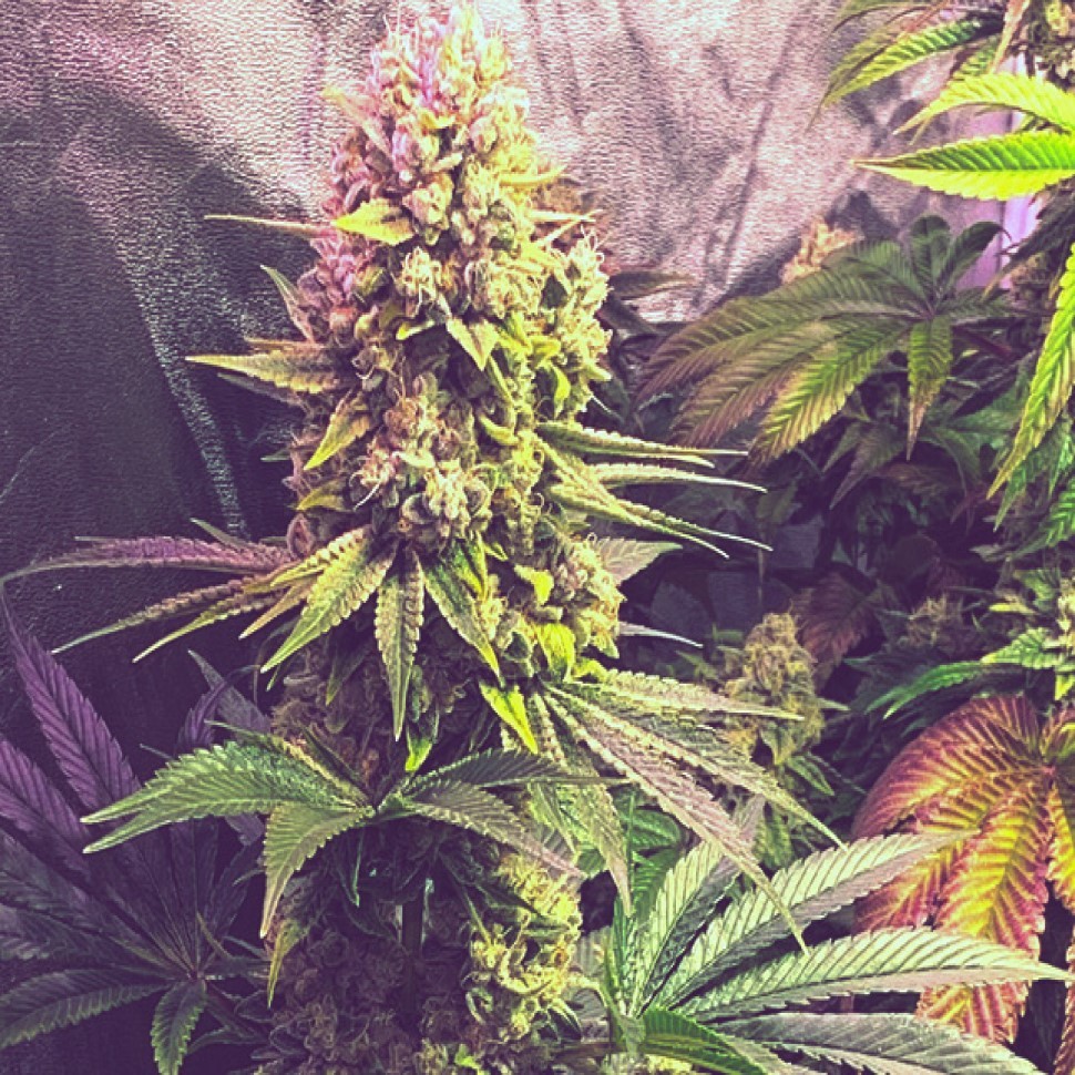 Честный банк семян Gorilla Zkittlez feminised Ganja Seeds