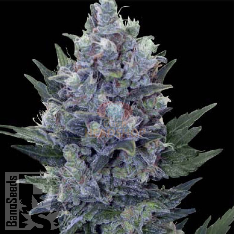Семена марихуаны  Auto Northern Lights x Blue feminised Ganja Seeds