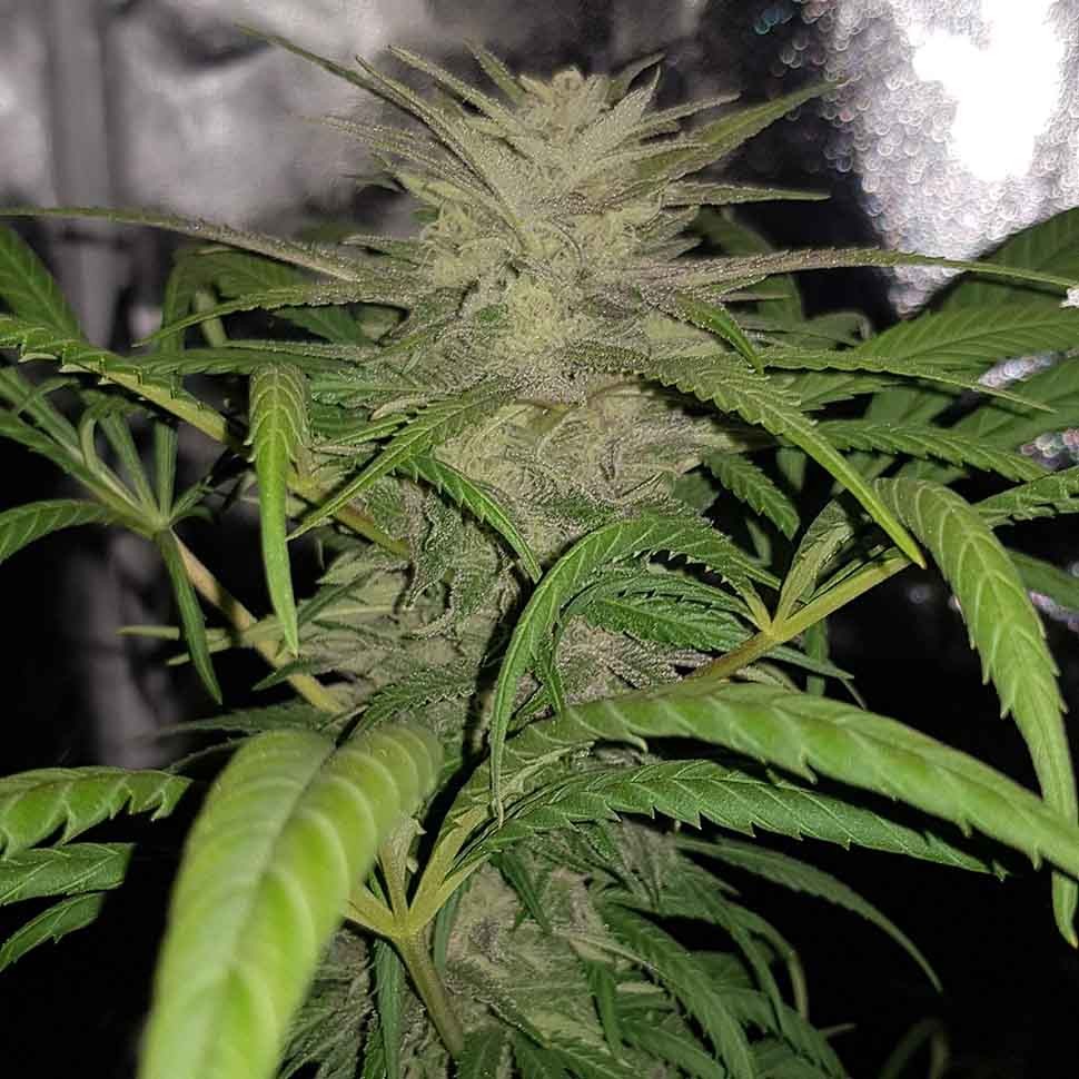 Семена конопли  Auto Shark regular Ganja Seeds