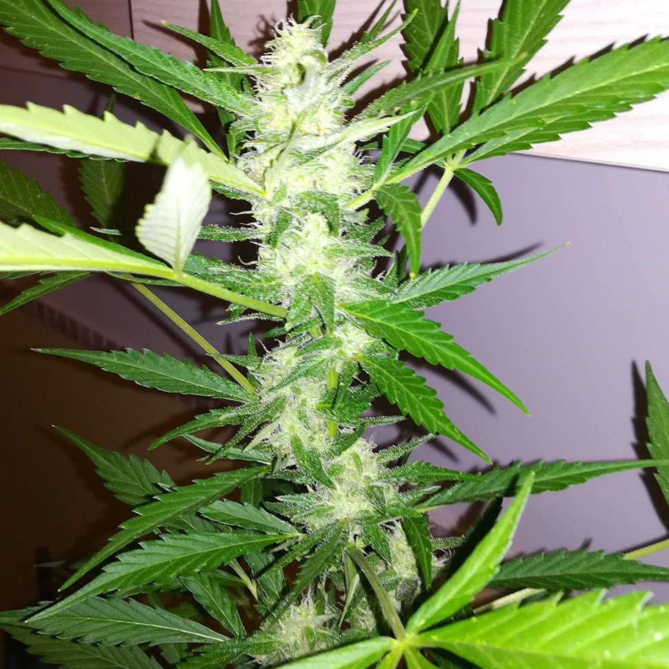 купить семена конопли элитных сортов Auto GT reg