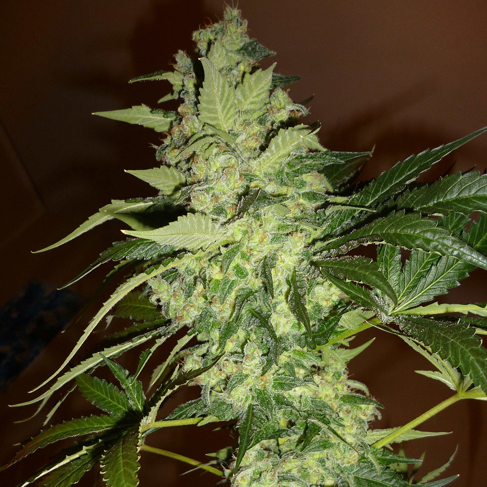 купить семена конопли аутдор Auto GT reg