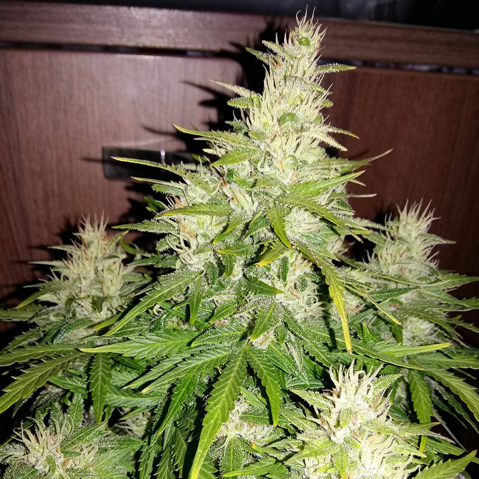 Семена  Auto GT regular Ganja Seeds
