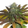Семена ганжа  Powerful regular Ganja Seeds