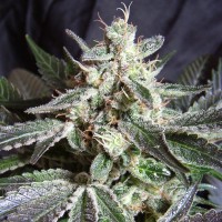 Black Jack feminised Ganja Seeds