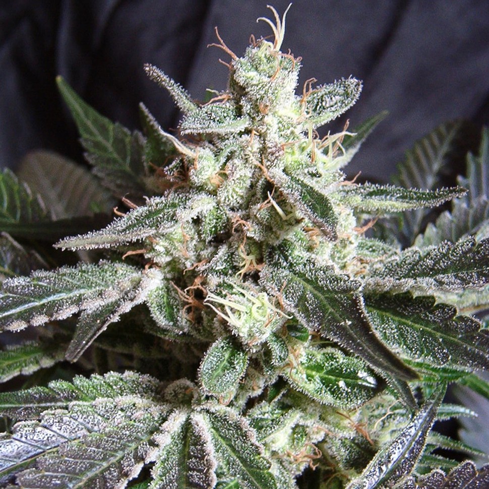 Семена ганжа  Black Jack feminised Ganja Seeds