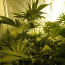 купить семена конопли недорого Auto Pineapple feminised