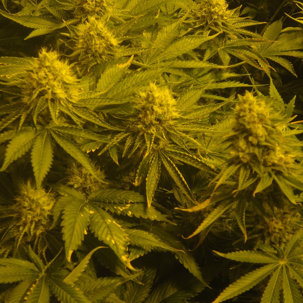 Семена ганжа  Auto Pineapple feminised Ganja Seeds
