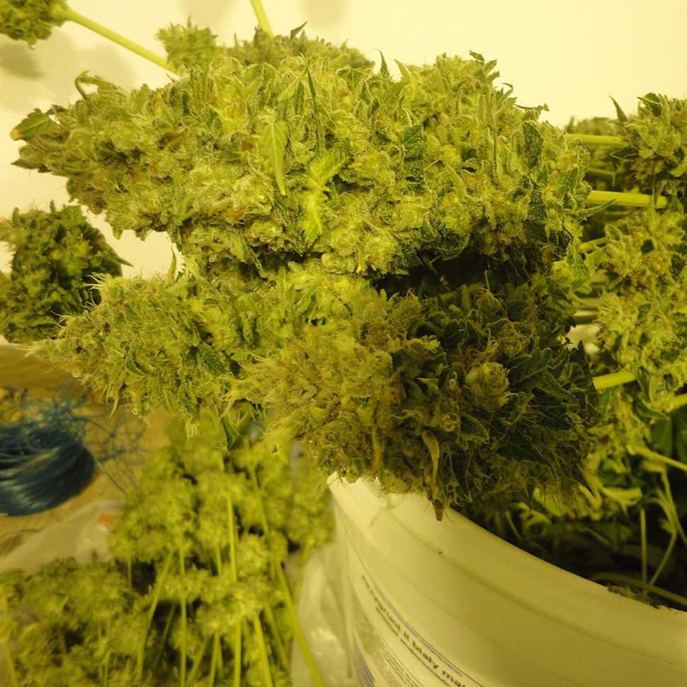 купить автоцветущие семена конопли Auto Pineapple feminised