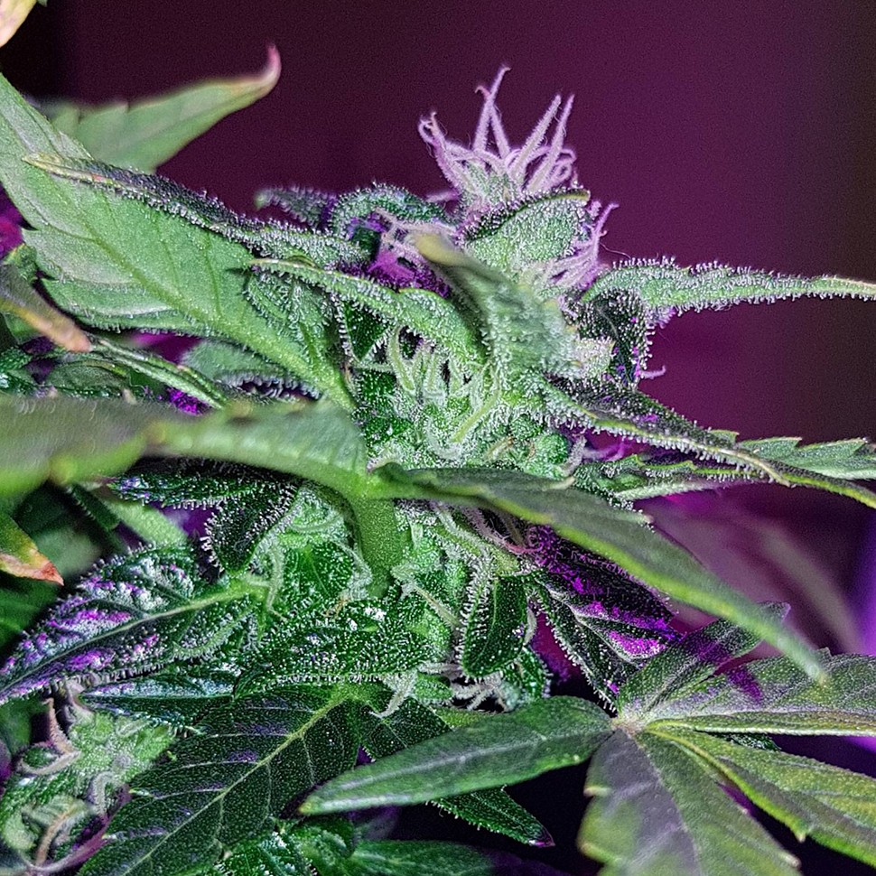 купить семена конопли Киев Auto Pineapple feminised