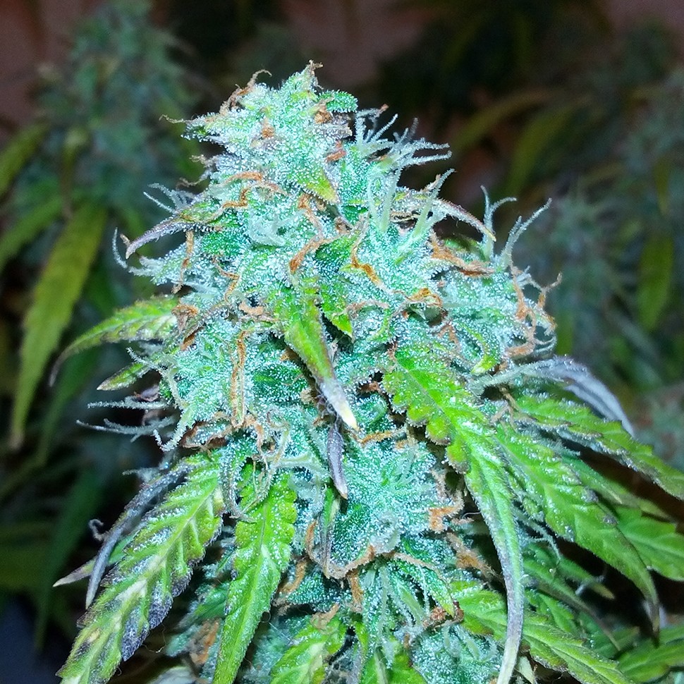 Семена каннабиса  Auto Jet 47 regular Ganja Seeds