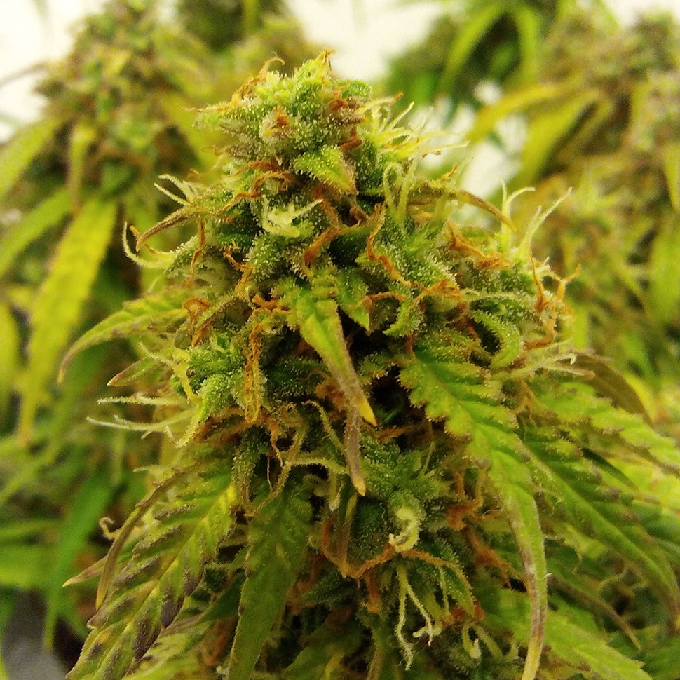 заказать семена конопли Auto Jet 47 regular