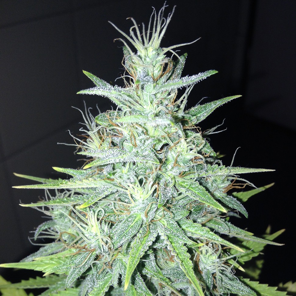 Семена каннабиса  Tutankhamon feminised Ganja Seeds