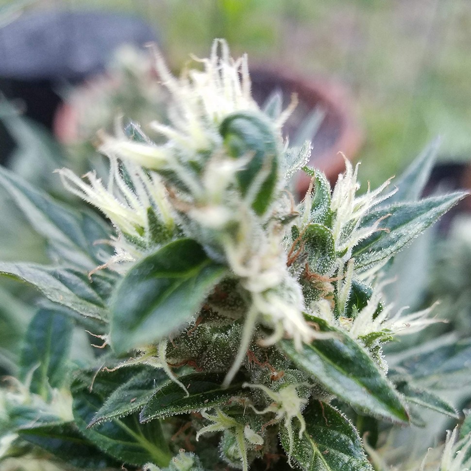Семена конопли  Auto Afghani regular Ganja Seeds