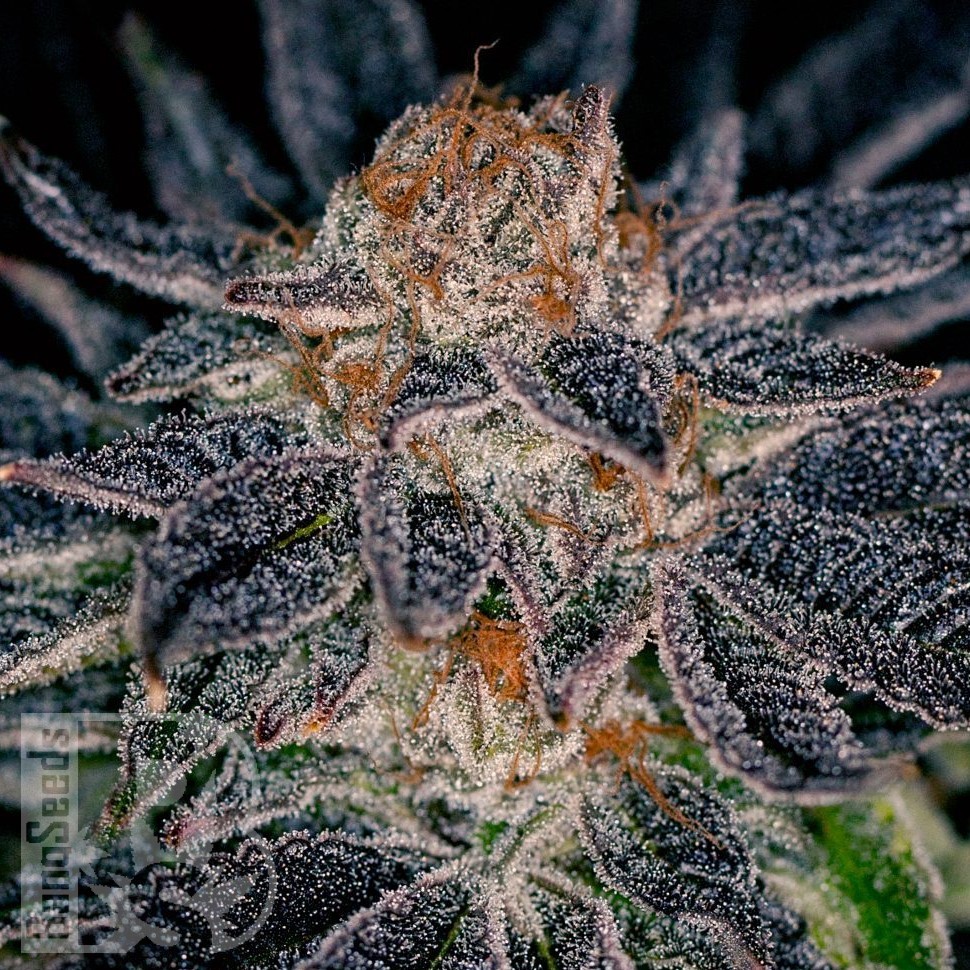 Семена  Auto Talkan feminised Bang Seeds