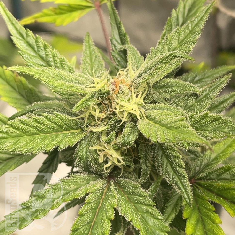 Auto Jealousy Z XL feminised Ganja Seeds