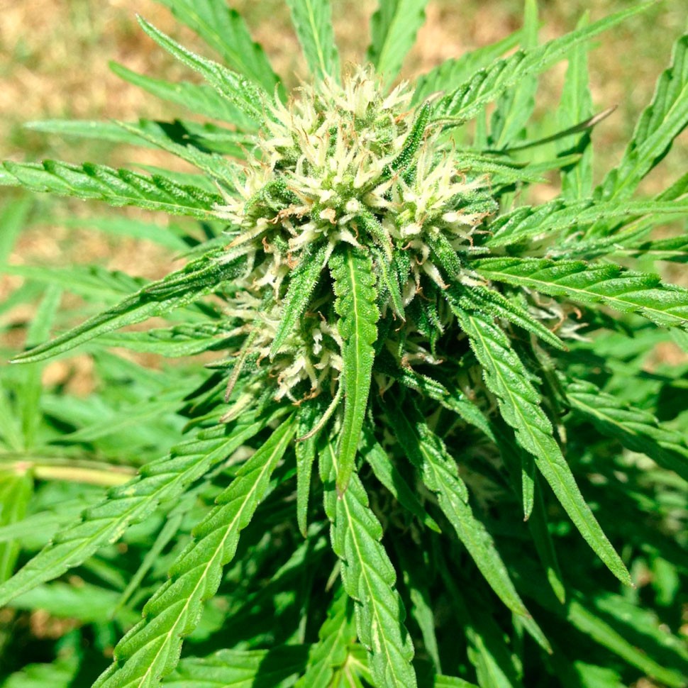 купить семена конопли в оригинальных упаковках Auto Somango regular