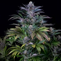 Silver Haze regular Ganja Seeds