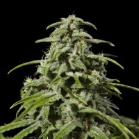 Early Skunk x AK feminised Ganja Seeds