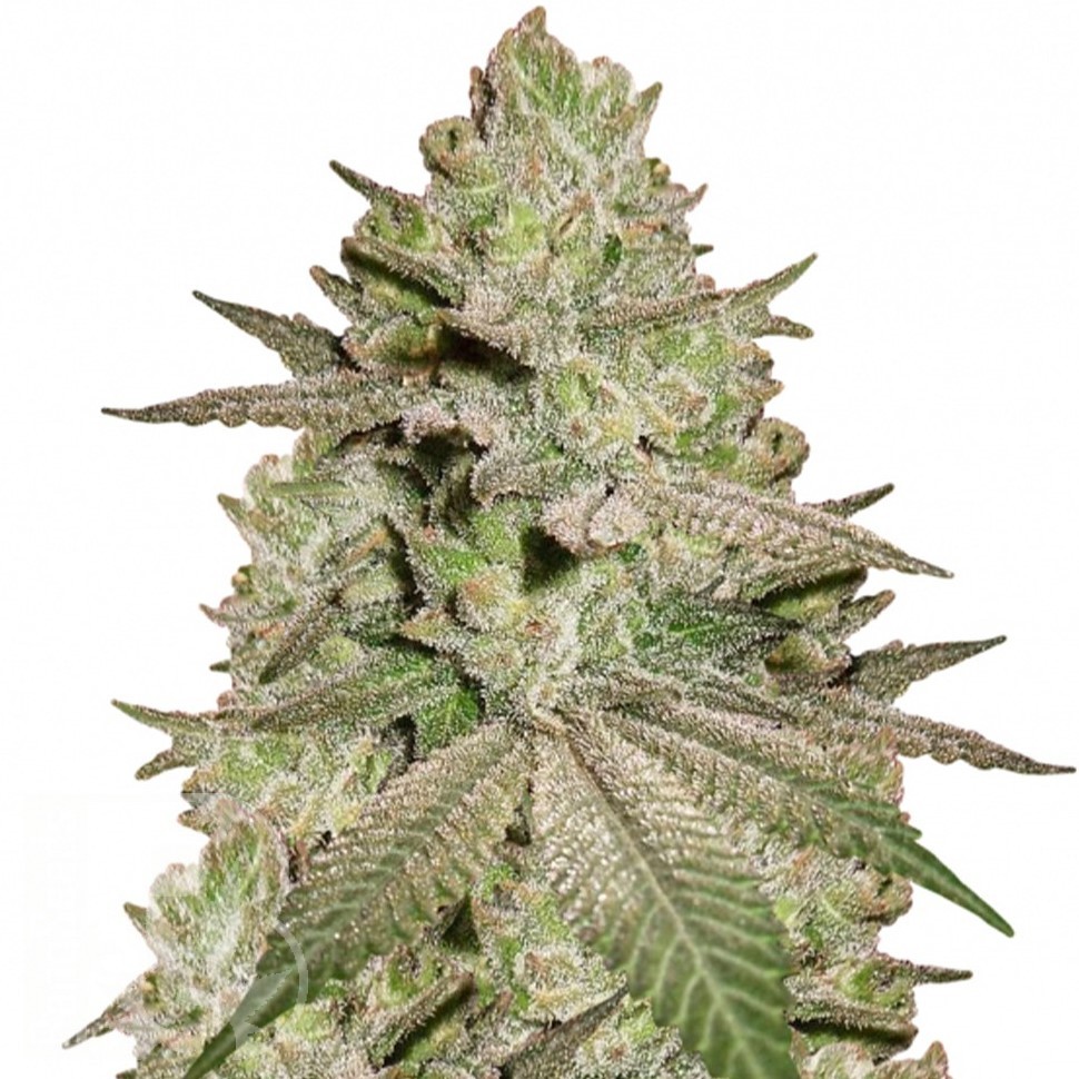 Семена  Early Skunk x AK feminised Ganja Seeds