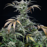 Семена конопли  Auto Tengiz feminised Bang Seeds