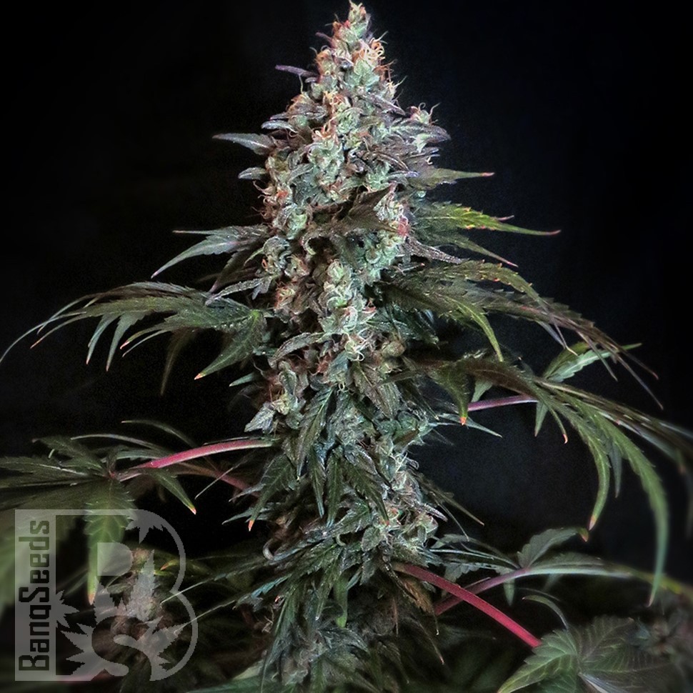 Семена конопли  Auto Tengiz feminised Bang Seeds