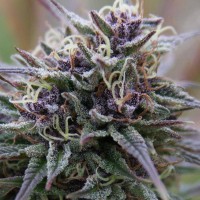 Auto Purple Sunset feminised Ganja Seeds