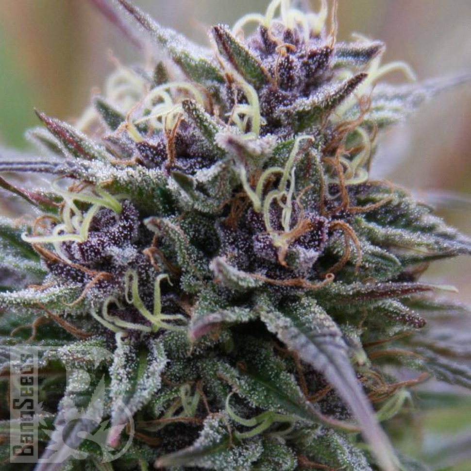 Семена конопли  Auto Purple Sunset feminised Ganja Seeds