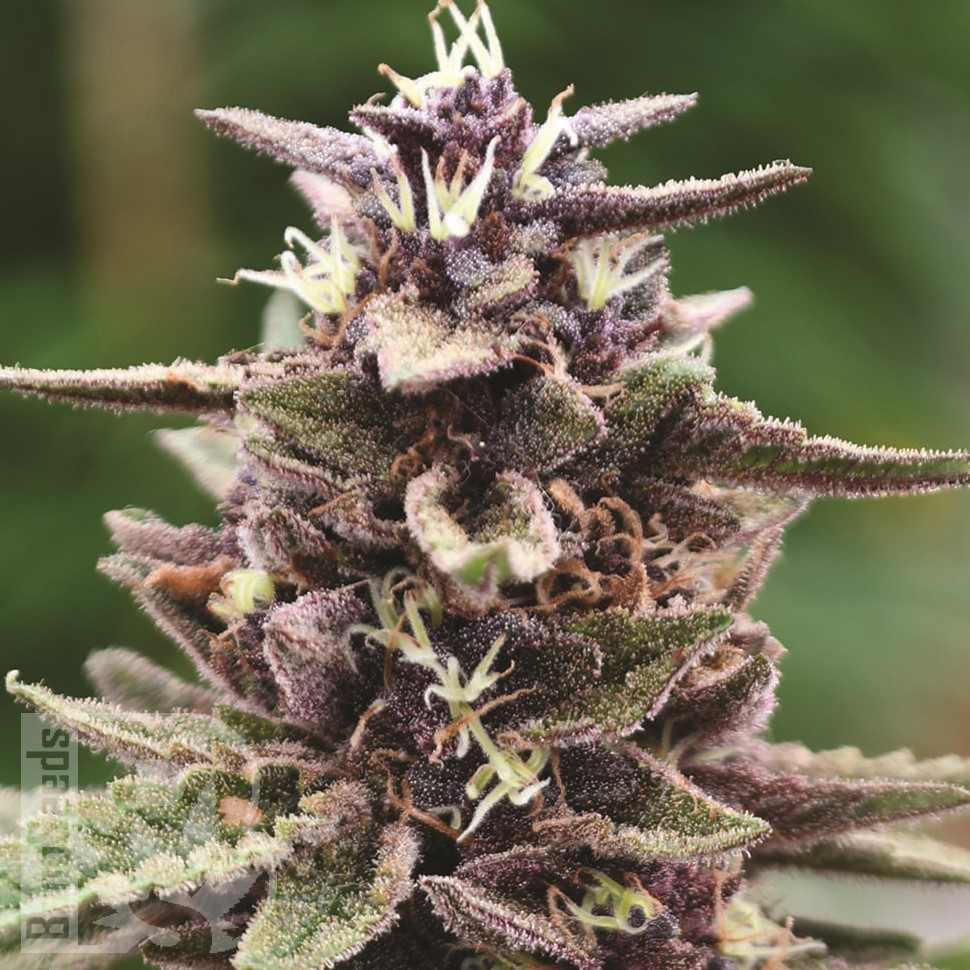 Семена конопли  Auto Purple Sunset feminised Ganja Seeds