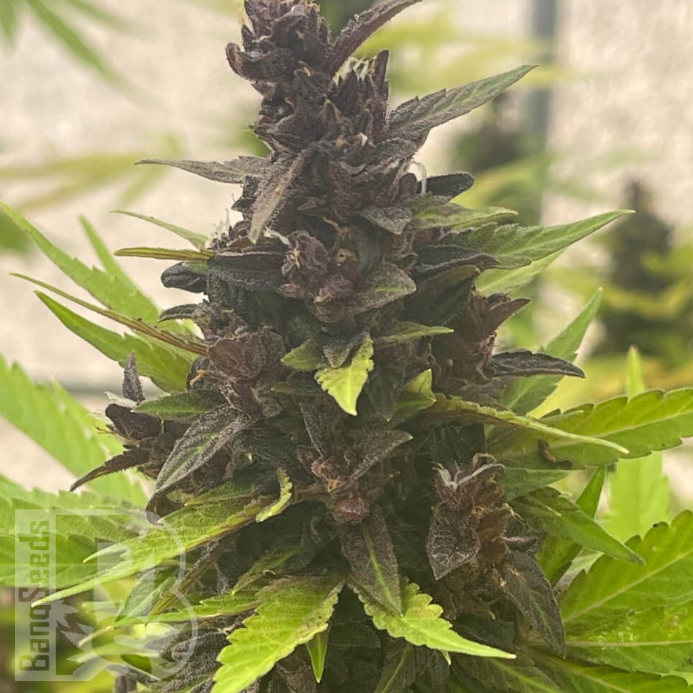 Семена конопли  Auto Purple Sunset feminised Ganja Seeds